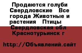 Продаются голуби Свердловские - Все города Животные и растения » Птицы   . Свердловская обл.,Краснотурьинск г.